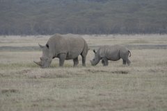 12-White rhino with baby